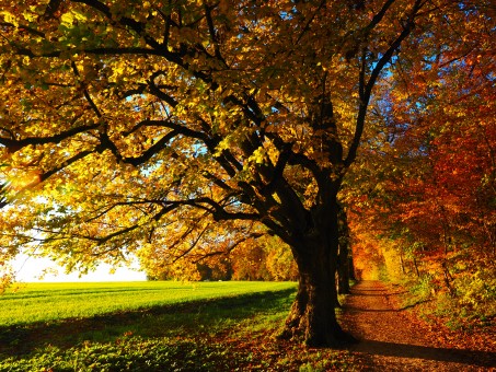 Life: trees and grass.